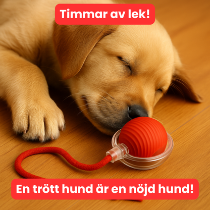 BoltBall™ | Låt hunden leka själv — och få lugn och ro hemma.