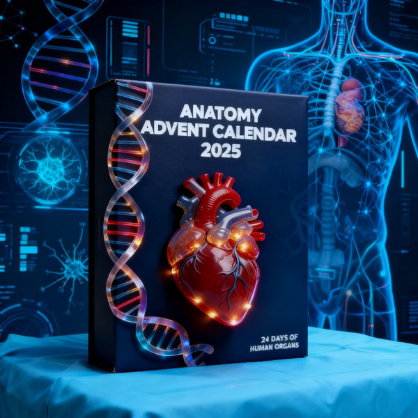 2025 Anatomie Adventskalender