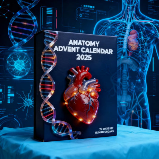 2025 Anatomie Adventskalender